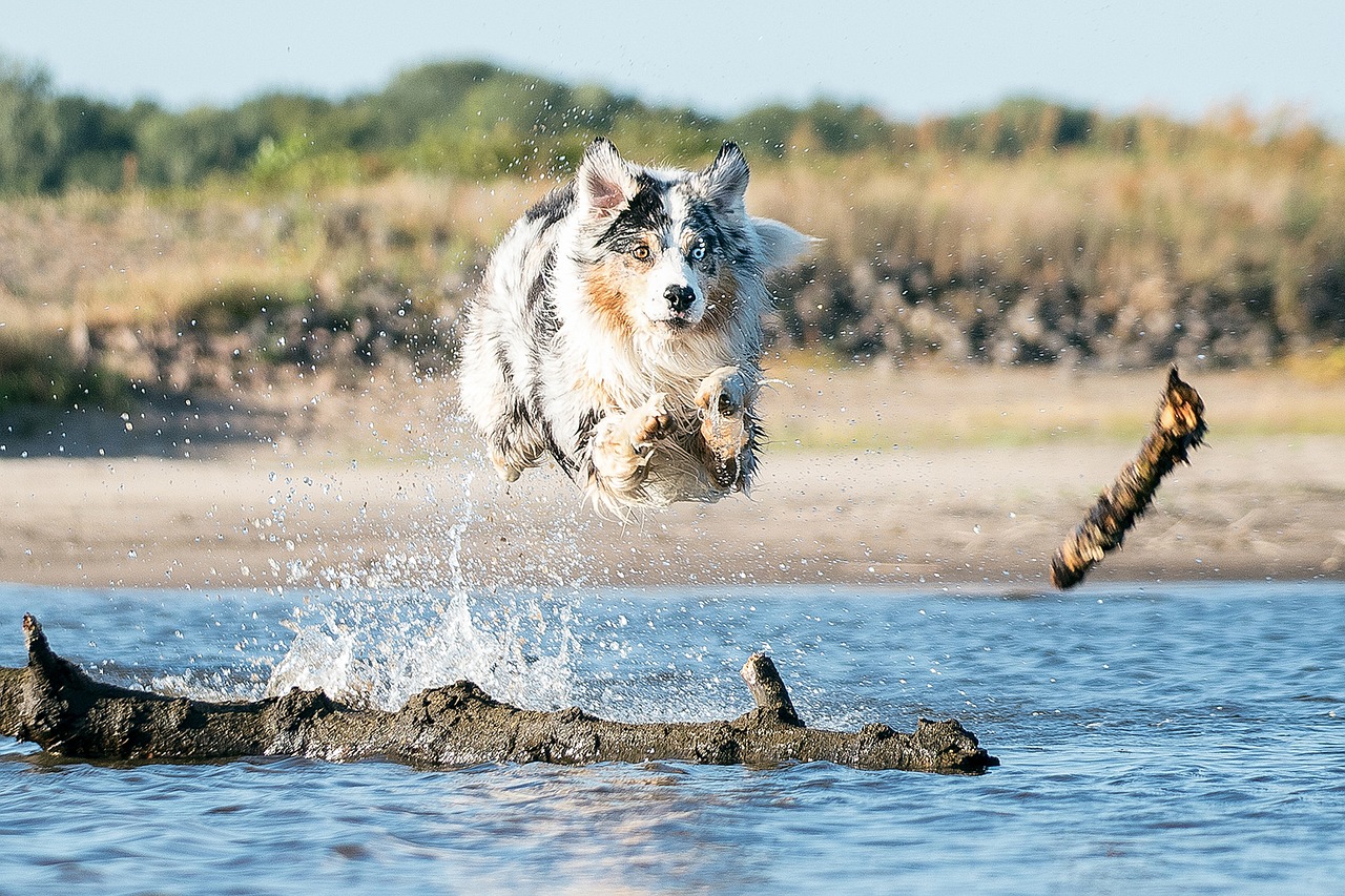 Berger australien bleu merle en plein saut au-dessus de l'eau, un œil bleu et un œil ambre